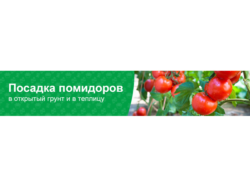 Як правильно садити помідори у відкритий ґрунт та в теплицю