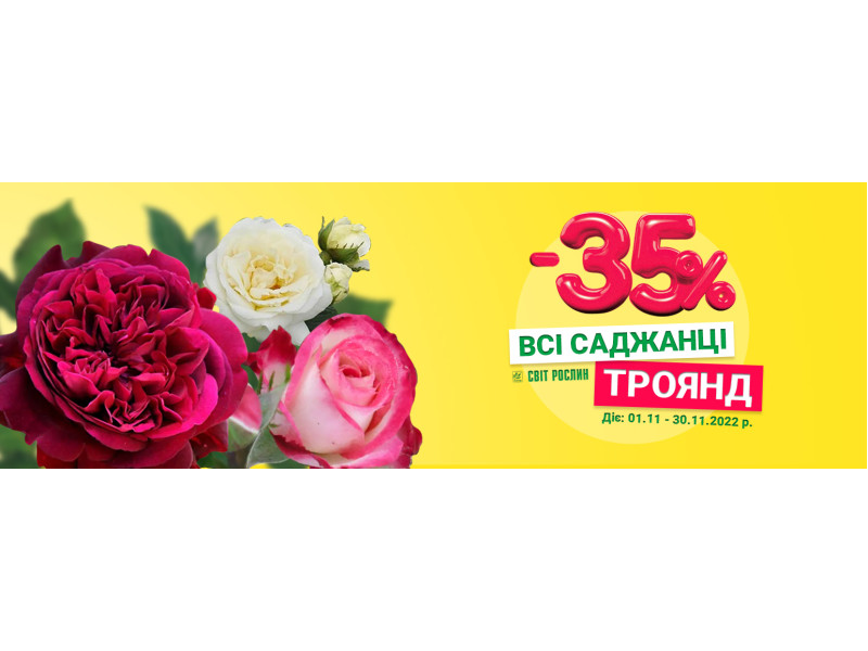Знижка -35% на всі саджанці троянд