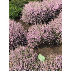 Вереск розовый Р11