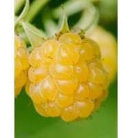 Малинове дерево Жовте Диво ремонтантна