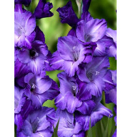 Гладиолус Blue Tropic гофрированный 12/14
