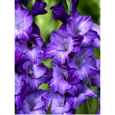 Гладіолус Blue Tropic гофрований 12/14