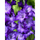 Гладіолус Blue Tropic гофрований 12/14