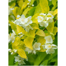 Чубушник Ауреус (Aureus) С2