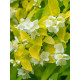 Чубушник Ауреус (Aureus) С2