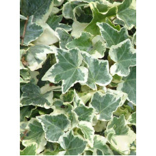 Плющ Variegata С1