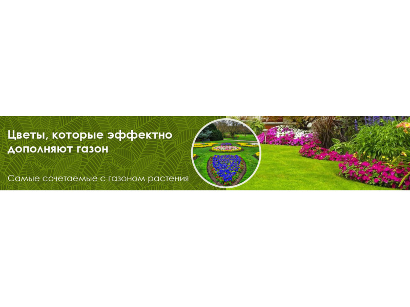 Цветы, которые эффектно дополняют газон