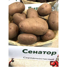 Насіннєва картопля Сенатор еліта середньостигла 1 кг