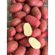 Семенной картофель Торнадо, 1-я репродукция, ранний, 2,5 кг