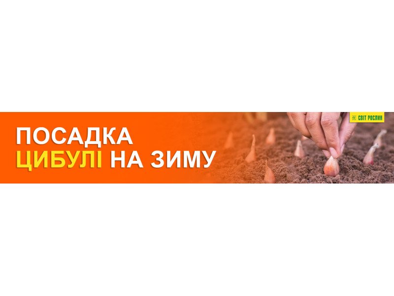 Посадка цибулі на зиму в Україні