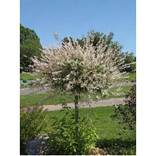 Ива цельнолистная Хакуро Нишики (Hakuro-Nishiki) на штамбе 80-100 см C4