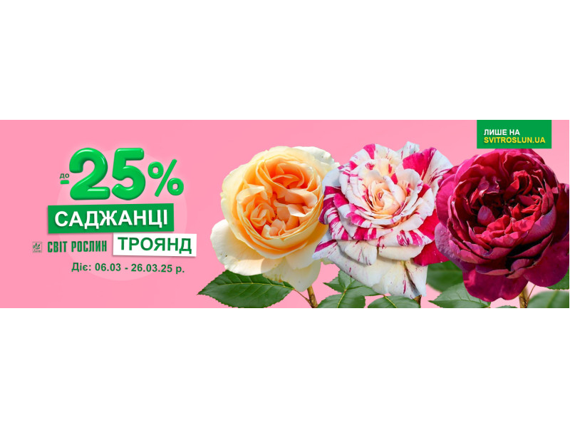 Знижки до -25% на саджанці троянд!