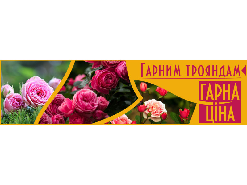 Гарним трояндам – гарна ціна!