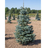 Ялина колюча Glauca С3