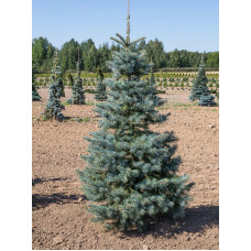 Ель колючая Glauca С3