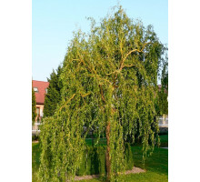 Ива Мацудана Matsudana С3