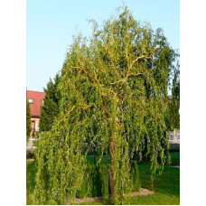 Ива Мацудана Matsudana С3