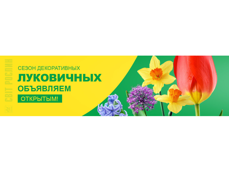 Сезон декоративних цибулькових оголошуємо відкритим!