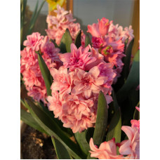 Гіацинт махровий Спрінг Бьюті (Spring Beauty) 14/15