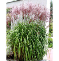Мискантус Maleparthus