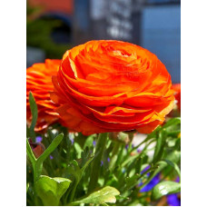 Лютик Orange 5/6