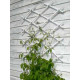 Шпалера садовая декоративная Trellis 2 1,0 м х2,0 м Белый