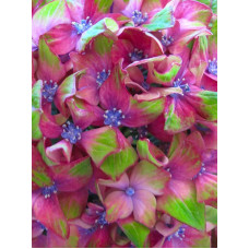 Гортензия Schloss Wackerbarth крупнолистная