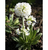 Примула Denticulata alba
