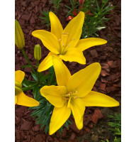 Лилия Yellow Cocotte (Йеллоу Кокот)