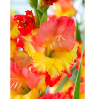 Гладиолус Princess Margareth Rose 10/12