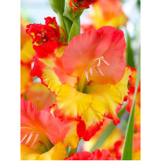 Гладиолус Princess Margareth Rose 10/12