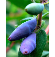 Саджанець Жимолісті середньопізньої Блю Банана (Blue Banana) 