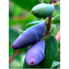 Саджанець Жимолісті середньопізньої Блю Банана (Blue Banana) 