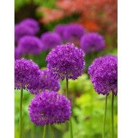 Аллиум Purple Sensation