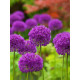 Аллиум Purple Sensation