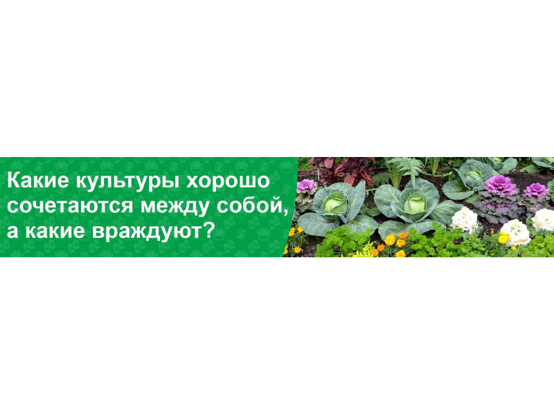 Розумне сусідство на городі: які культури гарно поєднуються між собою, а які «ворогують»?