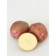 Семенной картофель Мирослава, 1-я репродукция, среднеранний, 2,5 кг