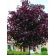 Клен остролистный Royal Red С5