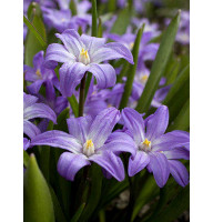 Хионодокса Violet Beauty 4/5