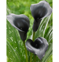 Калла Black Diamond 12/14