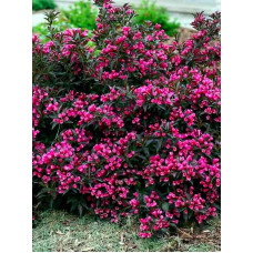 Вейгела Пурпуреа (Weigela Purpurea)