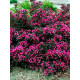 Вейгела Пурпуреа (Weigela Purpurea)