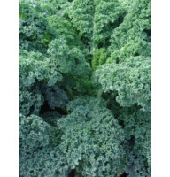 Насіння капусти Капрал Калле 2 г