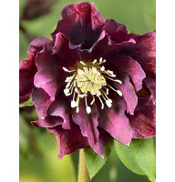 Хелеборус Double Ellen Purple