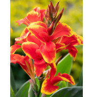 Канна Golden Flame
