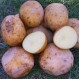 Картофель Электра 1 кг (1 репродукция), фракция 40-60