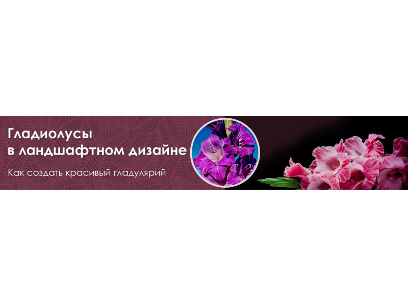 Гладиолусы в ландшафтном дизайне. Как создать красивый гладулярий