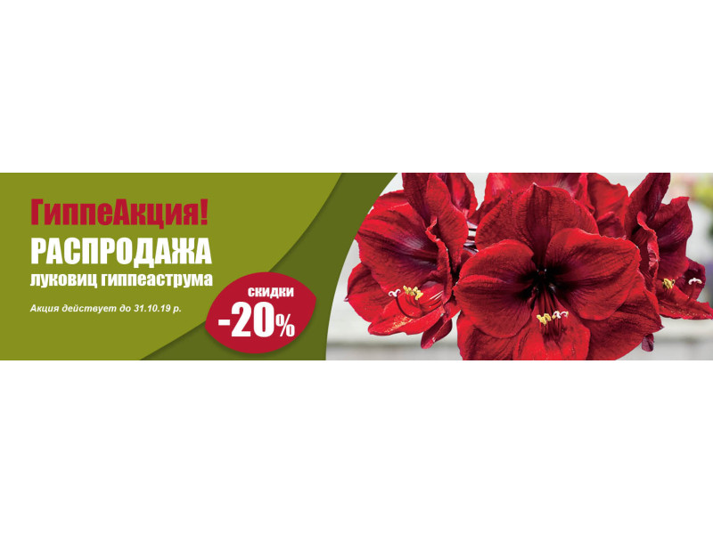 ГіпеАкція! – 20% на всі цибулини Гіпеаструма