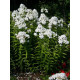 Флокс метельчатый Давид (David) С1