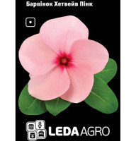 Барвінок Хетвейв Пінк рожевий 10 шт Leda Agro